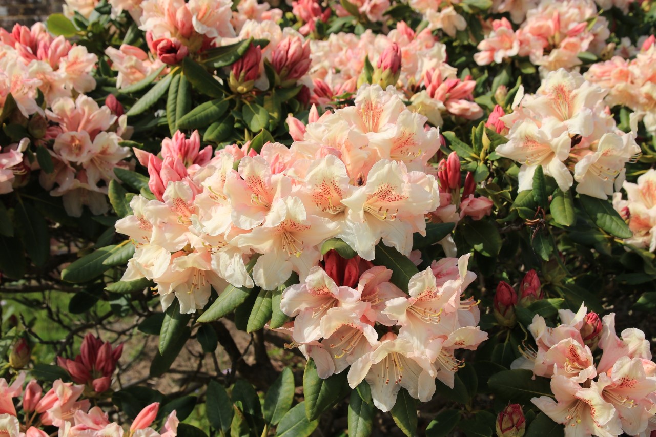 'Dairymaid'